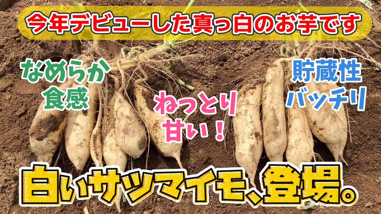 A Premium New Sweet Potato Is Here!】 Its signature white skin and