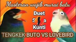 Masteran super || Lovebird VS Tengkek Buto || masteran wajib murai batu