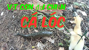 Câu cá lóc bằng vịt hốt trọn cặp cá trong vài phút/san va bat