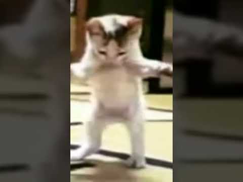 Arapça şarkıyla kedi dans ediyor 😂 #tiktok #kids #kedi #çocuk #dans #müzik #şarkı