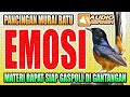 MURAI BATU ISIAN RAPAT COCOK BUAT PANCINGAN &amp; MASTERAN || murai batu || shama bird