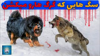 چه سگهایی میتونند گرگ رو بکشند؟ |جنگ های مرگبار سگها و گرگها