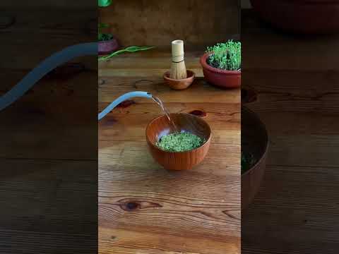سحر الطبيعة فوائد الماتشا