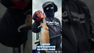 5월5일 여수갑오징어조황 #fishing #낚시조행기  #생활낚시 #여행#낚시숏츠  #갑오징어낚시 #설치피싱호  #여수쭈꾸미 #여수갑오징어  #초보자환영 #사무장케어