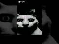 Part 16 #games #thebattlecats #shorts #viralshorts