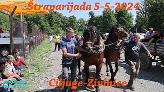 Štraparijada Najači Konji za Vuču Klada 05-05-2024 Ciljuge Živinice Asim Snimatelj
