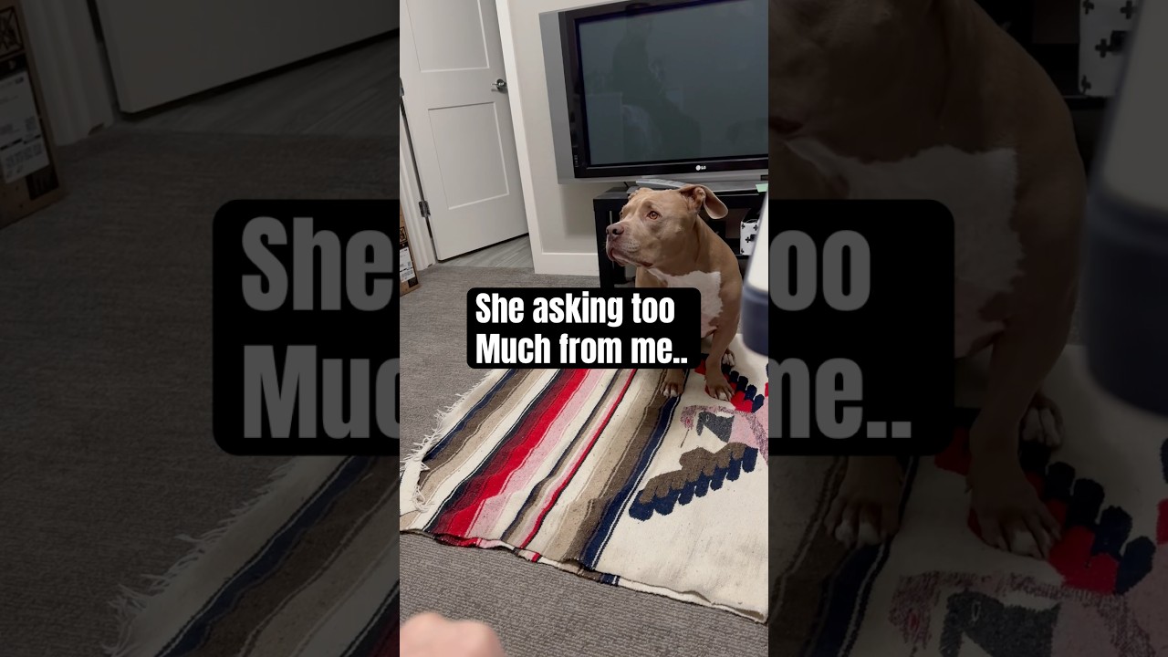 My spare human expects too much from me. 