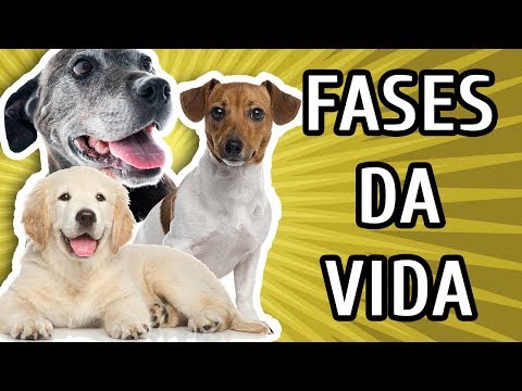 Vídeo: Vida De Cachorro