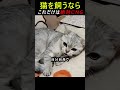 猫を飼うならこれだけは絶対にNG