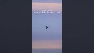 224 - Wildlife Photo Chat Teaser  #podcast #wildlifephotography #wildlife