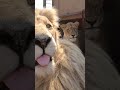 Man Feeds Eggs to WHITE LIONS