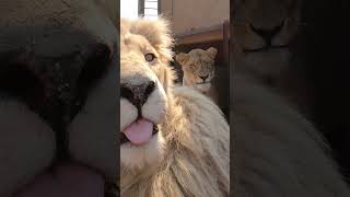 Man Feeds Eggs To White Lions