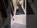 潔癖症な犬あるある🐶皆さんも諦めたことあれば教えて!#shorts #犬 #犬あるある #言葉が分かる犬 #潔癖症な犬 #犬のいる生活
