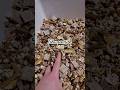 Rat Mix Transition Ratlife Fancyrats Pets Cuterats Ratlove Ratfood 