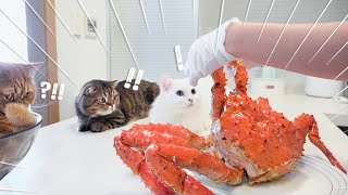 Cats Met King Crab! (ENG SUB)