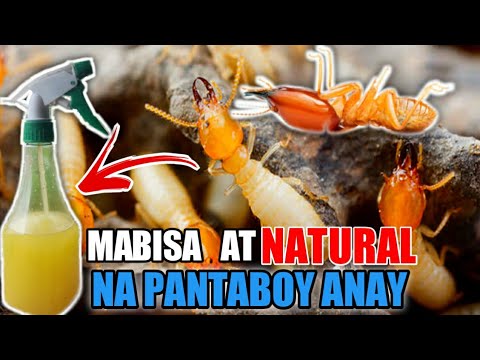 Video: Paano ginawa ng anay ang kanilang bahay?