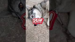 Жёсткий Обзор моей собаки) #tiktok #мемы #приколы #2023 #shorts #dog #эдит #обзор #мем