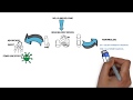 Pharmacy Pre reg training - BNF respiratory System -Drug delivery Devices