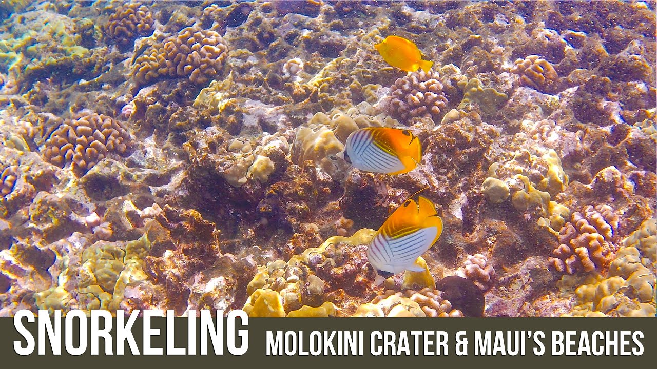 SNORKELING - Molokini Crater & Maui's Beaches