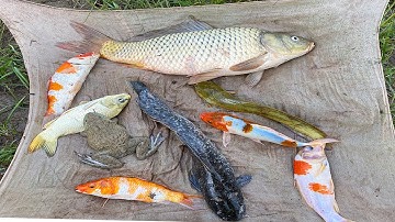 Kem Chanel ra đồng kéo vó được cá chép khổng lồ, cá chuối, con ếch, cá trê, cá cảnh, lươn. Part 113