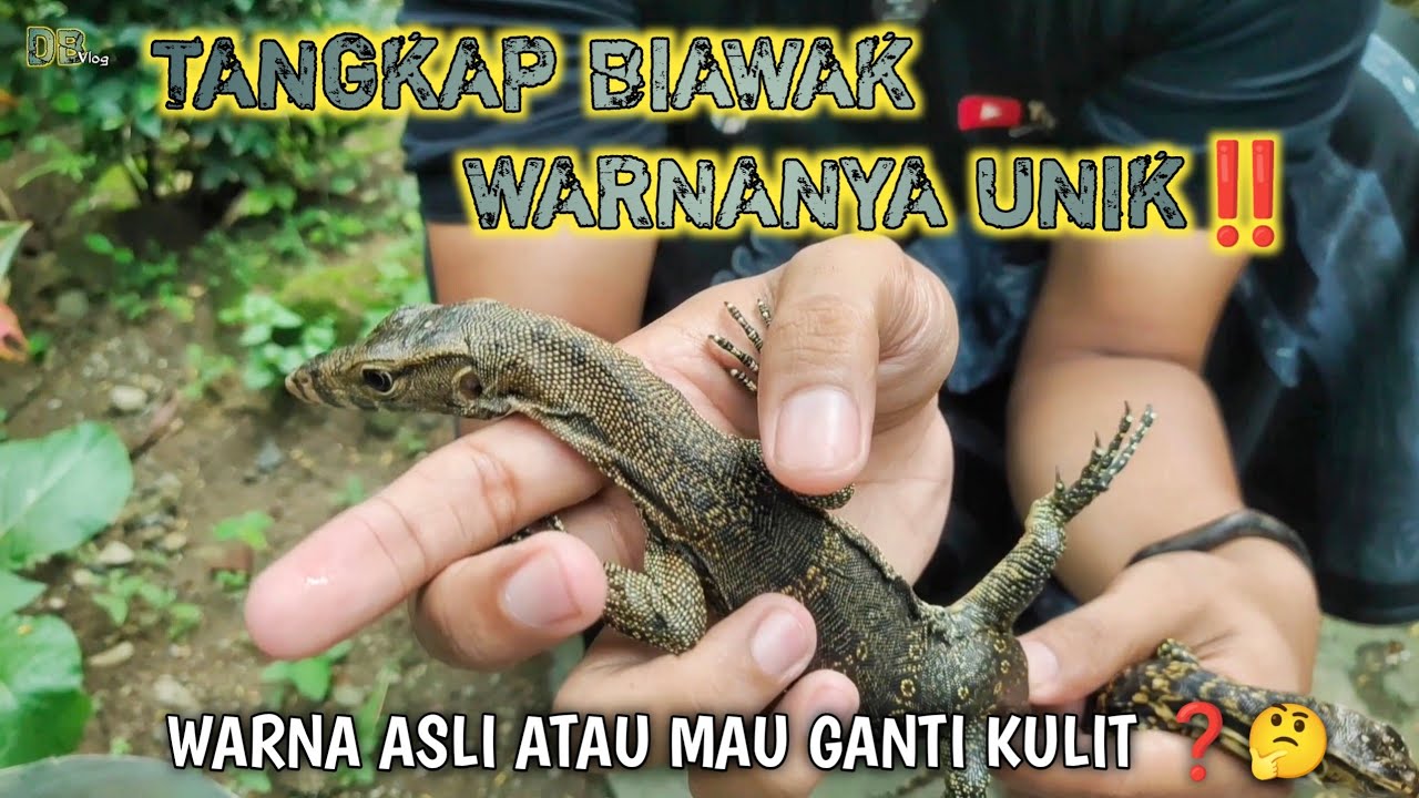 DAPAT BIAWAK NYASAR WARNANYA UNIK ‼️UKURAN BABY UP..