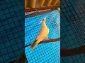 #pigeon #kabutarandekabdetehain #kabootarba #kabootarba #bird #bird #kabootar #viruls #kabootar #bir