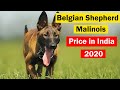 Belgian Shepherd Malanois Price in India 2020 Hindi の動画、YouTube動画。