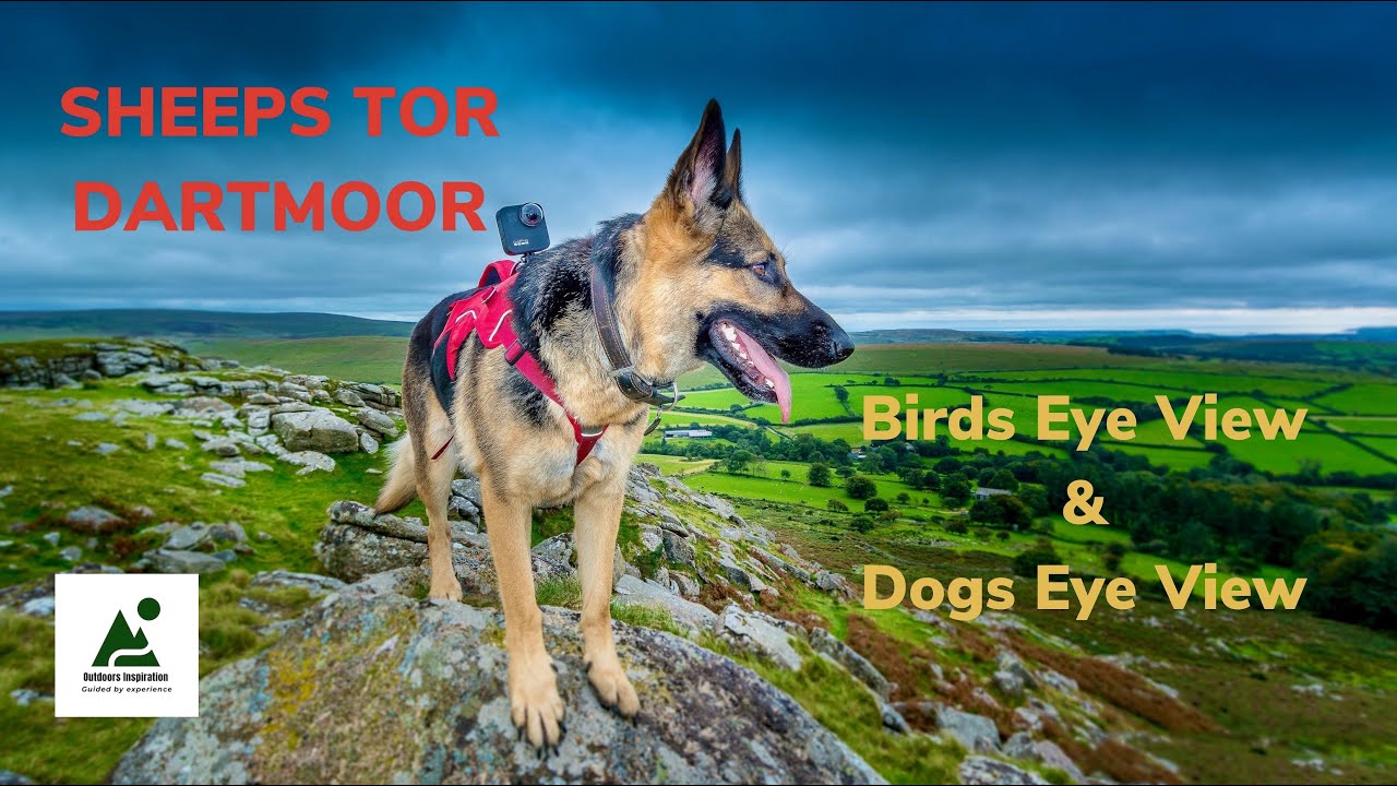 A Dog & Birds Eye View of Sheeps Tor Dartmoor - Running with a German Shepherd