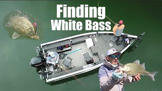 Finding White Bass