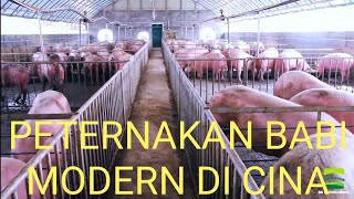 WOW AMAZINNG Peternakan Babi Modern di Cina