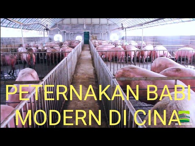 WOW AMAZINNG Peternakan Babi Modern di Cina class=