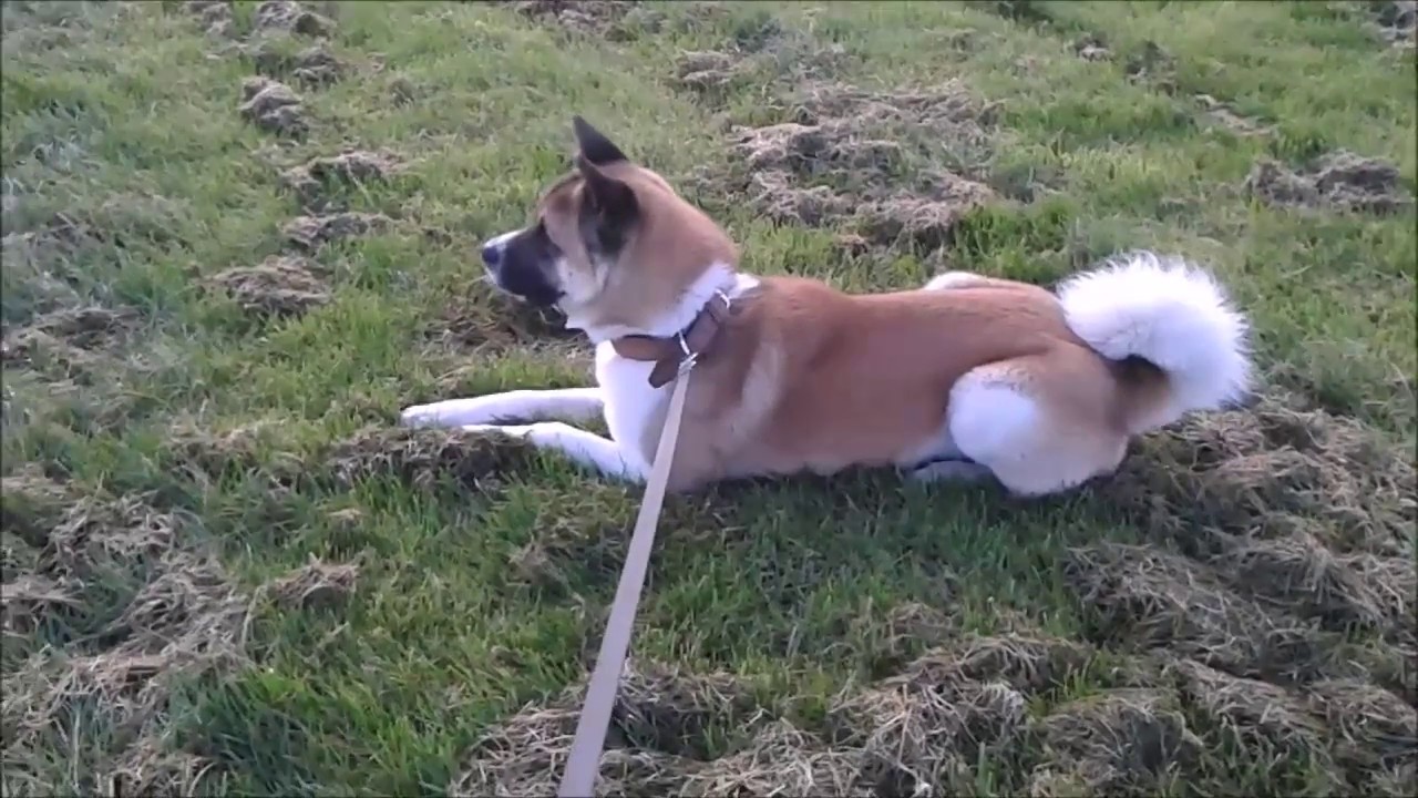 Akita Inu in hunting mode YouTube