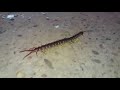 Asian Forest Centipede(Chinese Red-Headed Centipede)