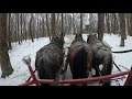 Logging With Horses, dropping, bucking, and skidding a maple tree 39