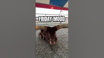 I feel this. 🤣 #Texas #Mood #Friday #Vibes #Longhorns #Longhorn #Cattle #Shorts #LOL