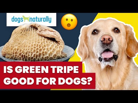 Video: Hvad er fordelene ved at tilføje Green Tripe til hundemad?