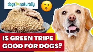 Is Green Tripe Good For Dogs?