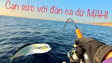 Câu Cá Biển | Tập 1 Chinh Phục Đàn Cá Quái MAHI ( Dũa, Nục Heo Cờ)  | Conquer school of Mahi Mahi