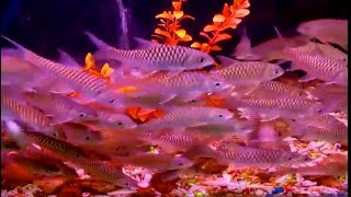 Ikan Kelah Bara Lipan