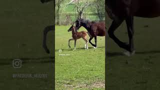 #komet #horse #pferdeundponysauspaderborn #equestrian #pony #ponies #dressage #pferde #foal #fohlen