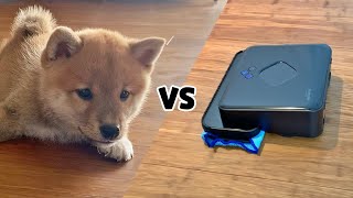 (ENG Sub) PUPPY vs. Robotic Vacuum