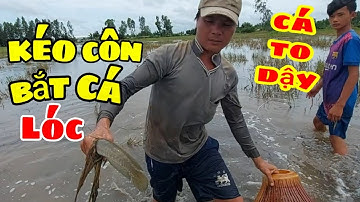 Nguyễn Văn Nhựt || Kéo Côn Có Mấy Miếng Ruộng Mà Cá Quá Trời