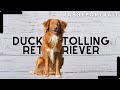 Nova Scotia Duck Tolling Retriever - Geschichte, Charakter & Haltung