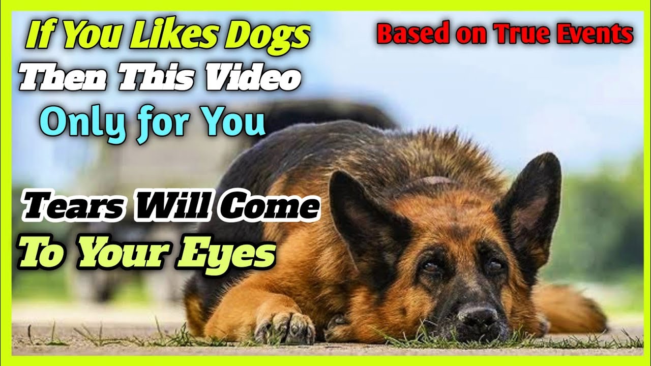 Heartwarming True Story of a Loyal Dog | Palma (2020) Movie Explained