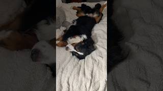 Nap time 😴 #bernesemountaindog #dogs #cute #pets #naptime #dog