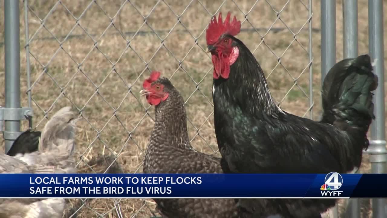 Local farms work to keep flocks safe from bird flu virus - YouTube