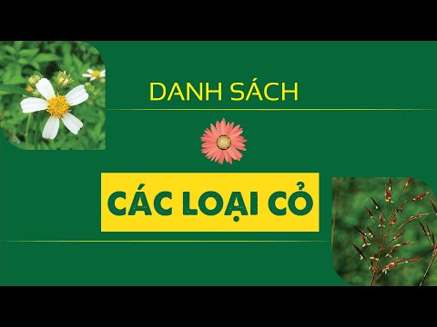 Video: Cỏ dại trong Cảnh quan Vùng 5: Các loại Cỏ dại cứng lạnh khác nhau là gì