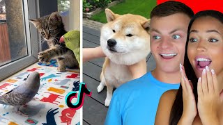 Cute Animals On Tik Tok That Will Make You Laugh