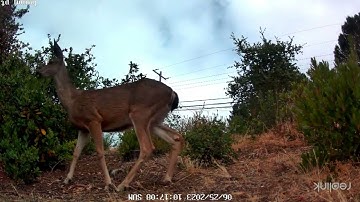 Argus PT Ultra Sample Clip