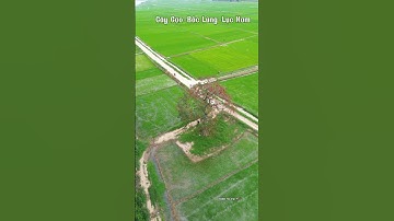 Cây gạo cô đơn ở Lục Nam mà ít người biết tới